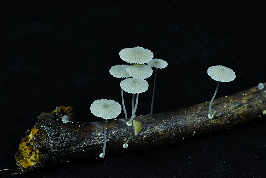 墾丁小菇／墾管處提供