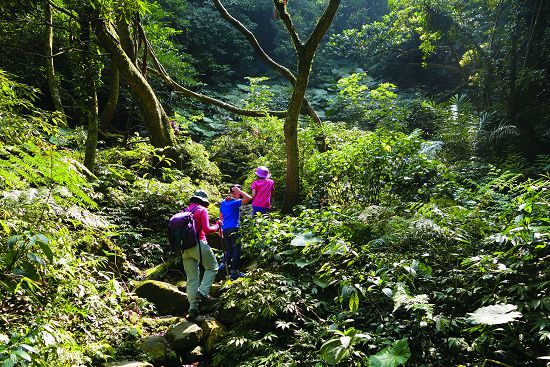大屯溪古道曾是陽明山茶區重要的運輸道路 ／王姵琪提供