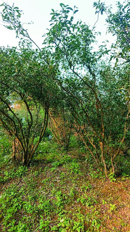 三芝圓山里福惠宮旁的百年茶樹