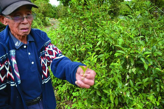 胡火煉先生及其茶園