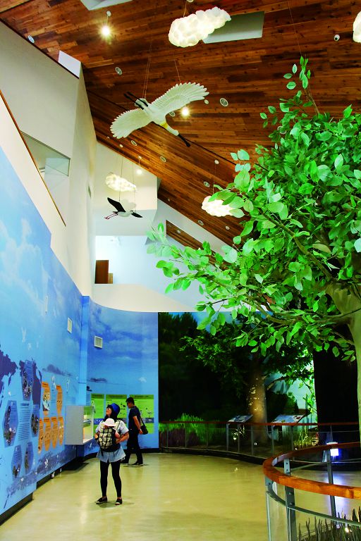 運用挑高3層樓的空間，讓人置身在台江生態系的立體空間中／楊越涵攝