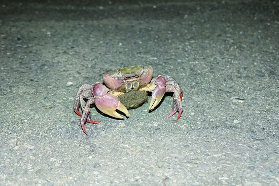 兇狠圓軸蟹抱卵，預備到海邊釋幼
