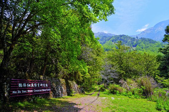 楠溪林道成為玉山國家公園管理處與樟湖生態國中小學共同打造的科研基地／何小綠攝