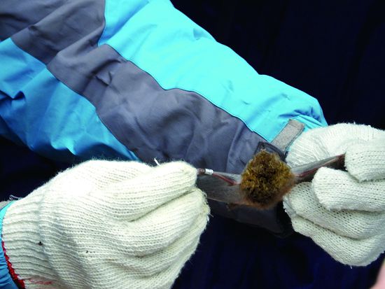 蝙蝠也在哺乳類的調查範圍中／陳清圳提供