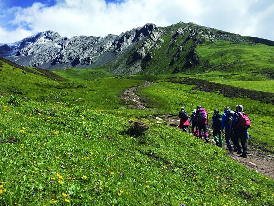 四姑娘山大姑娘山峰步道開花植物／鄭磊提供