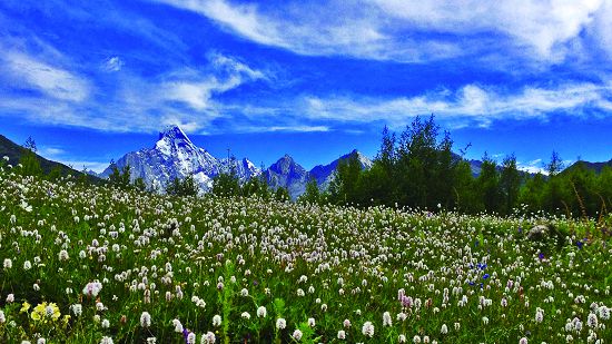 海子溝朝山坪虎尾巴草原野風光中的四姑娘山／鄭磊提供