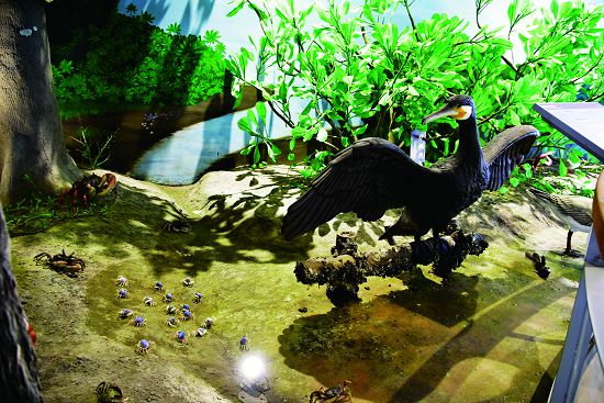 所有生物模型的擺設都務求與實際生態習性相同 ／台管處提供