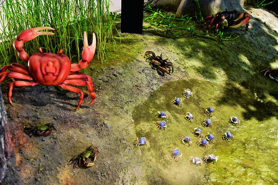 體積放大8倍的生物模型，讓遊客們可以仔細觀察 ／台管處提供