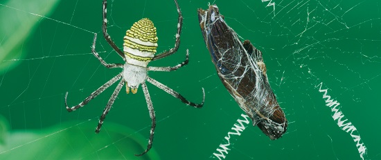 《微觀墾丁》講述的是生命循環的故事