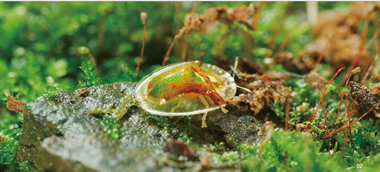 金盾龜金花蟲,身上有著奇幻的顏色