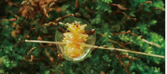 金盾龜金花蟲透明的外鞘翅