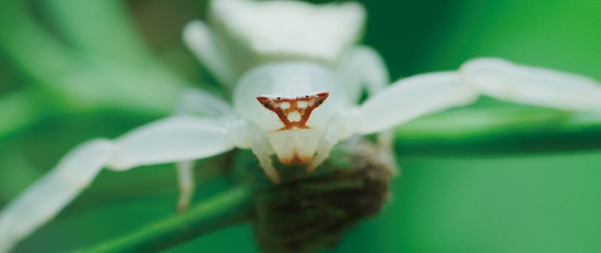 用微距拍攝將人拉進昆蟲的感官世界裡