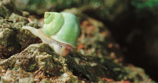 青山蝸牛動作慢,可以透過縮時拍攝和剪接,讓急性子的人類掌握他們的習性