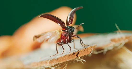 多數昆蟲動作很快,要捕捉一瞬間的動作很不容易