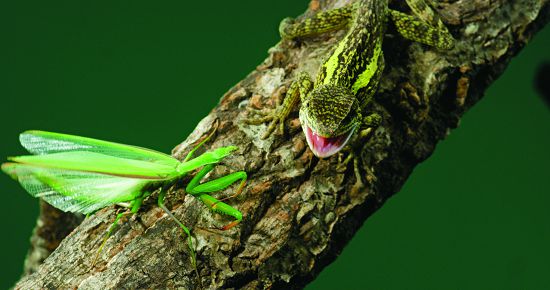 前一秒威風凜凜的螳螂,下一秒就可能淪為盤中飧