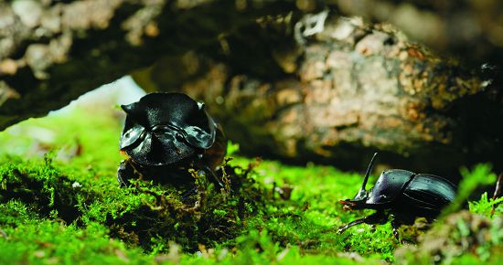 讓畫面說故事,不需要太多知識和教條的灌輸