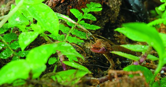 在大自然中,每個小細節都充滿驚喜