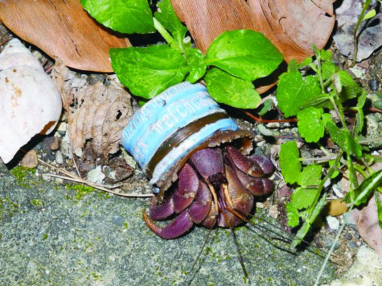 《海邊隱士蟹謝你》