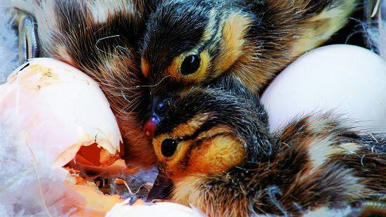 許鴻龍團隊運用許多不同的拍攝技巧呈現研究人員多年的動物研究成果/雪管處提供 樹洞中鴛鴦(Aix galericulata )破卵而出後的珍貴畫面