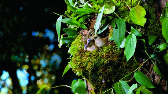 勇敢的小鴛鴦在親鳥的鼓勵中準備從樹洞一躍而下