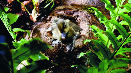 小鴛鴦踏出勇敢的第一步