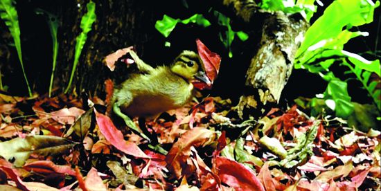 在厚厚的落葉堆上降落後彈起,完美得分