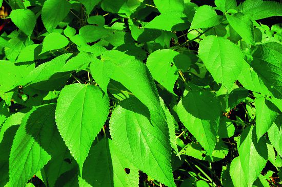 青苧麻莖部的韌皮纖維細緻纖長,是臺灣原住民由來已久的織品原料/太管處提供