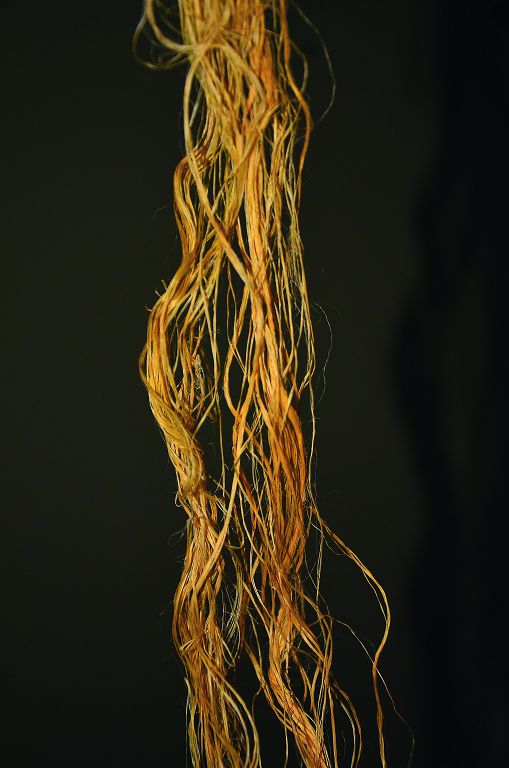 經過繁複處理過程取得的苧麻纖維/太管處提供