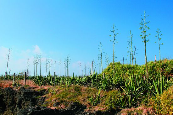 綠葉種瓊麻以及高瘦的瓊麻花軸/陳忠能攝
