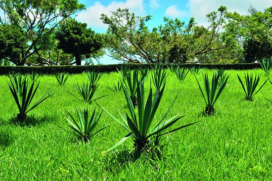 人造纖維盛行前,瓊麻是製作經久耐用之船纜的重要原料(瓊麻工業歷史展示區內種植之綠葉種瓊麻)/陳忠能攝