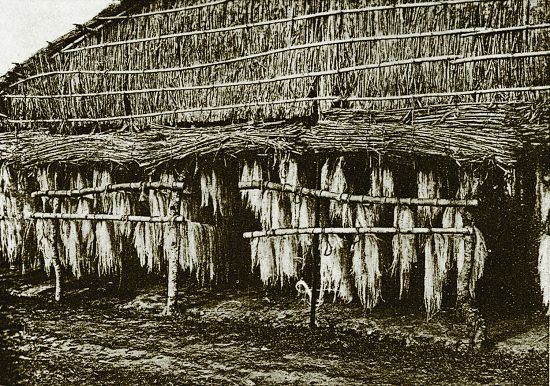 日治時期瓊麻採纖