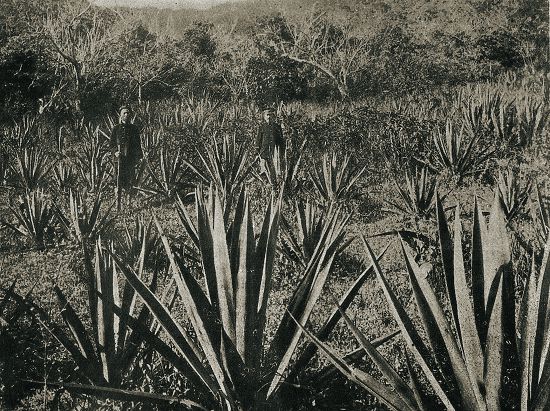 日治時期瓊麻園