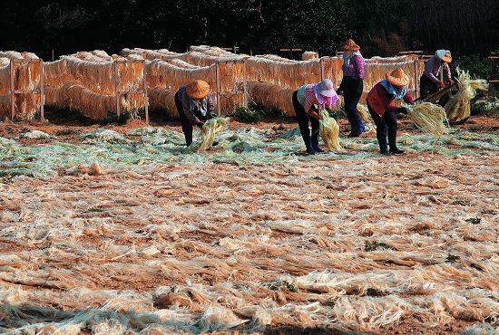 婦女將初採的麻絲攤平曝曬(民國以後)