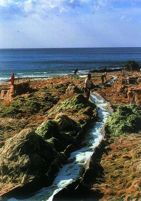 排放麻汁的水道旁推滿瓊麻渣(民國以後)