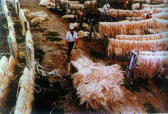 運送瓊麻絲晾曬的場景(民國以後)