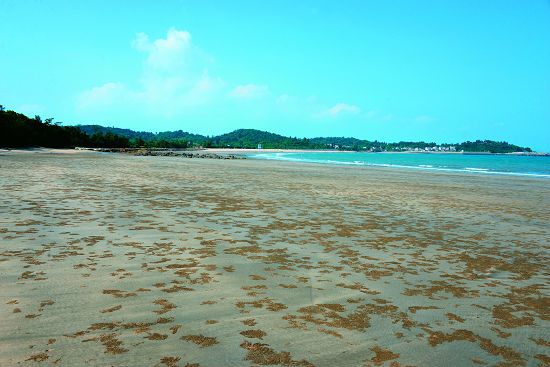 烈嶼以沙泥為主的海岸居住著許多臺灣不常見的潮間帶生物