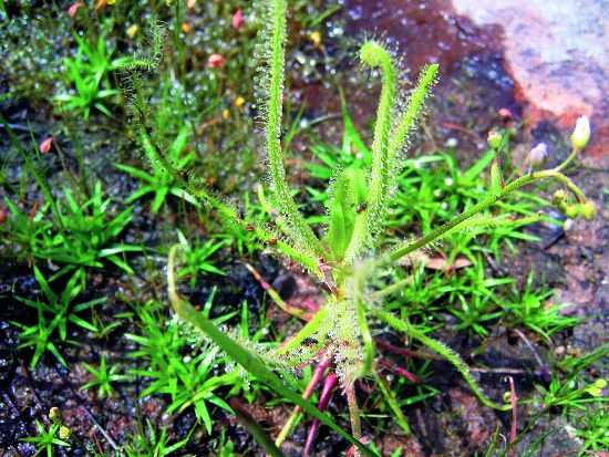 長葉毛膏菜為喜歡潮濕環境的食蟲植物，多虧花崗岩緻密的岩質，所以能夠在蓄水的花崗岩烈隙中生長