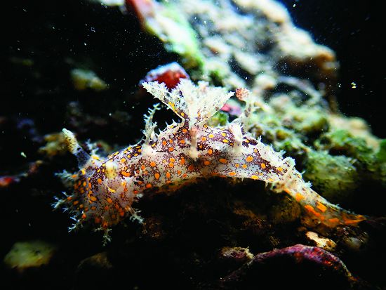 錫蘭卷髮海蛞蝓