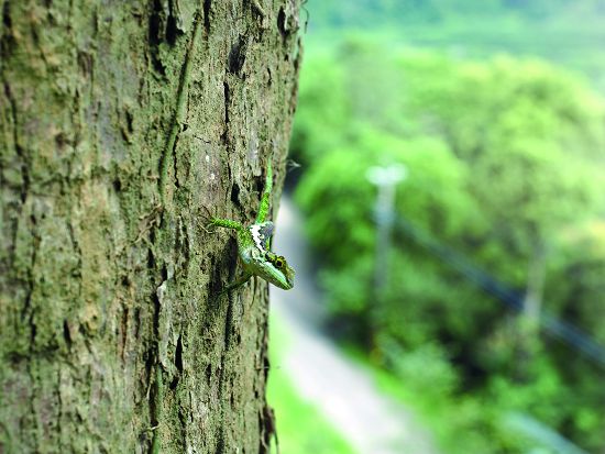 人與動物接觸可能造成動物生理上的壓迫，保持距離是對生物的尊重／呂慧穎攝