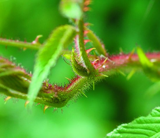 植物身上的尖刺是一種長期演化的自我保護機制（圖為紅腺懸鉤子（Rubus sumatranus Miq. ））／呂慧穎攝