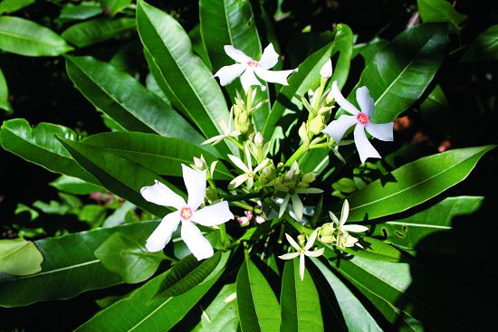 海檬果花為白色的花瓣，花心為淡紅色, 淺綠色5裂片，形成花中花／墾管處提供