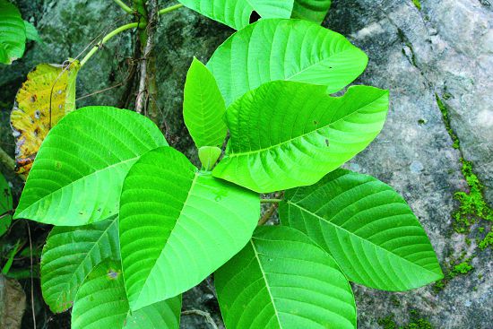 咬人狗葉片上的表皮細胞有焮毛，一經觸碰就會釋出蟻酸，對皮膚造成劇痛／墾管處提供