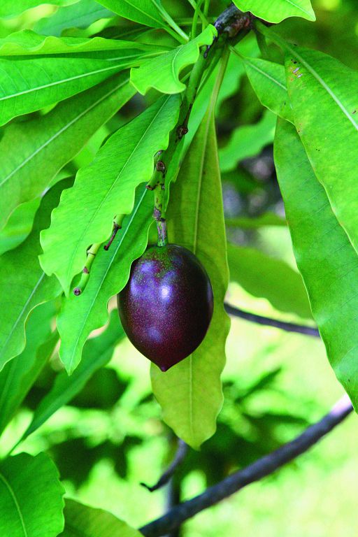海檬果全株含有毒性，果實、果仁毒性最強，誤食會中毒，最嚴重可能致死／墾管處提供