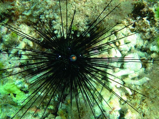 刺冠海膽棘刺很長且帶有毒性，海邊泳客不注意時有可能誤踩而中毒／墾管處提供