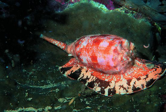 芋螺的「齒舌」可穿過人類皮膚注入毒液／墾管處提供