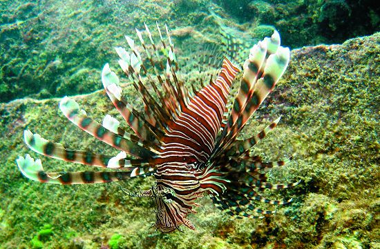 魔鬼簑鮋（獅子魚）魚鰭具有特化毒刺，一旦被攻擊，嚴重可能致命／墾管處提供