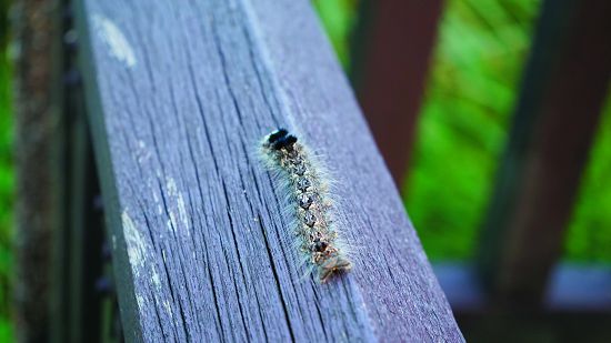 許多蛾類幼蟲具有毒毛，接觸可能引起皮膚發炎／劉淑瑛攝