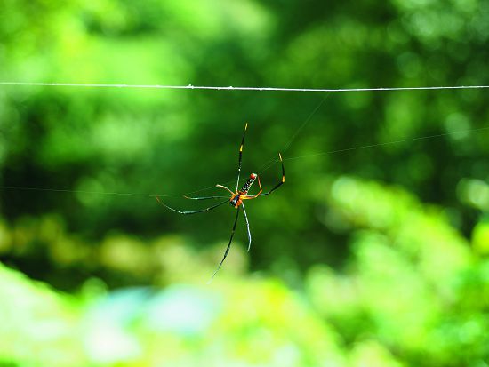 臺灣原生的蜘蛛種類毒性都不強，且生性害羞，保持距離就不會被咬傷／呂慧穎攝