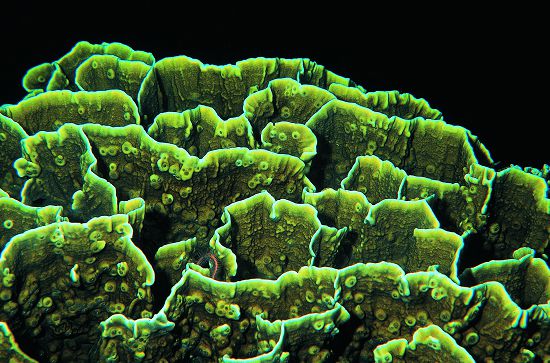 板葉千孔珊瑚（火珊瑚），名符其實接觸後會有火燒般的灼熱、刺痛感／墾管處提供