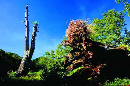 夫妻樹一直是塔塔加的著名地標，畫面右方的夫樹已敵不過歲月摧拉而倒下／玉管處提供